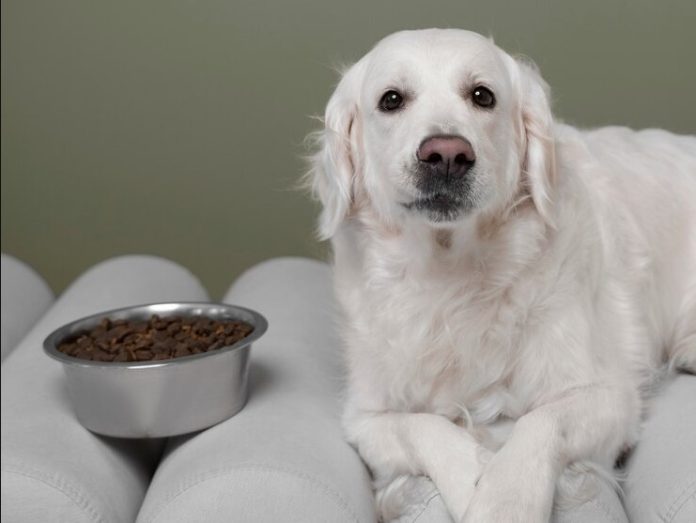 Mentiras que la mayoría de las personas creemos sobre la alimentación natural para los perros