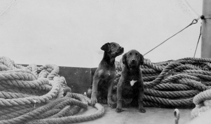 ⁠Se revelaron detalles sobre los perros que viajaban en el Titanic y no sé si querrás saberlo