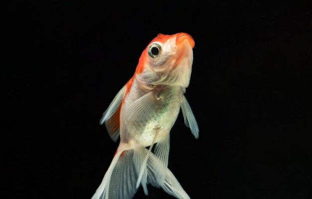 Asombroso hallazgo científico: un peligroso pez que puede caminar y respirar fuera del agua