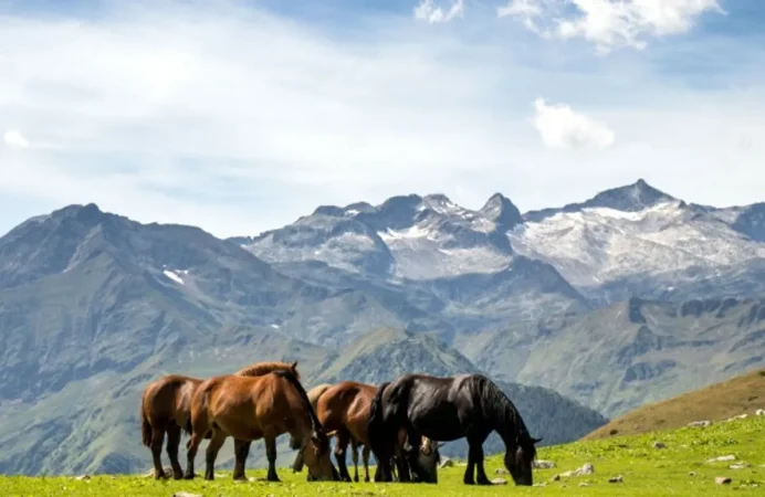 bedura parc cavalls Merca2.es