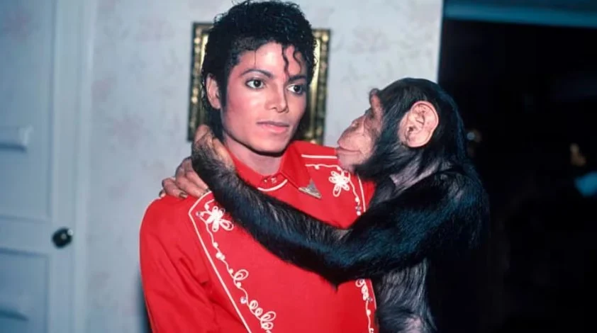 El chimpancé de Michael Jackson sigue vivo y ayuda a dirigir videoclips