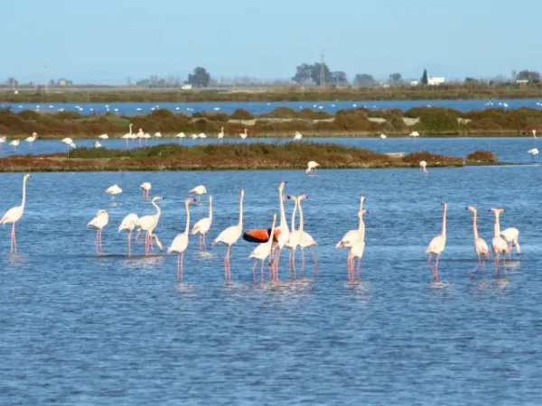 fotografia parque natural del delta del ebro Merca2.es