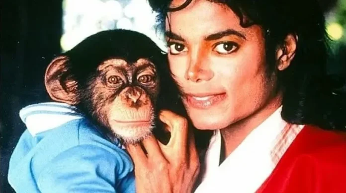 El chimpancé de Michael Jackson sigue vivo y ayuda a dirigir videoclips