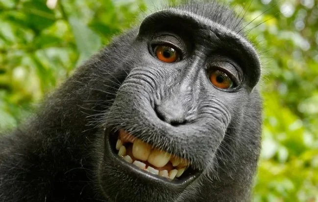 La selfie de un mono que arruinó la vida del dueño de la cámara