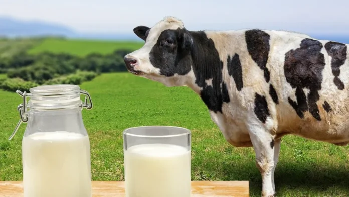 No volverás a tomar leche de vaca después de estas revelaciones