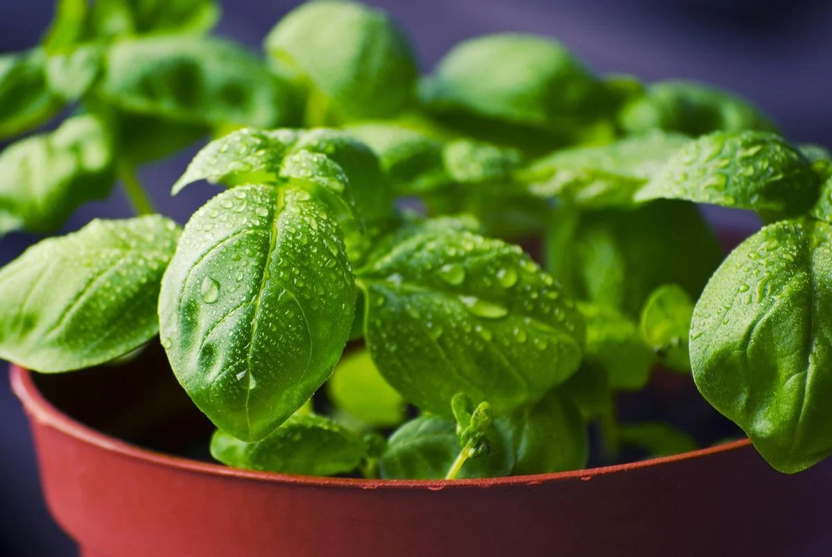 Esta planta aniquila a las moscas y puedes tenerla dentro de casa