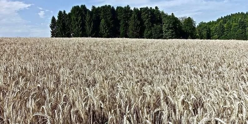 EuropaPress 1625053 cambio climatico puede aumentar tierra cultivable 44 final siglo Merca2.es