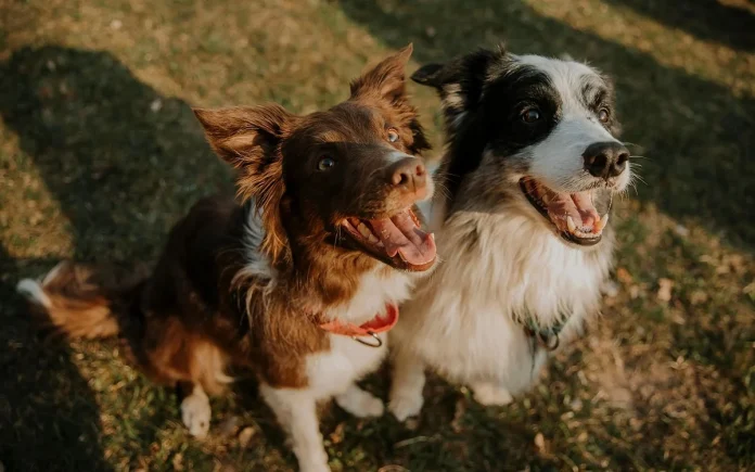 Descubre el arte del adiestramiento canino con un experto de primera