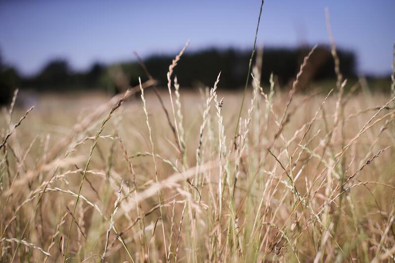 El BOE da a conocer el real decreto que impulsa la nutrición sostenible en la agricultura