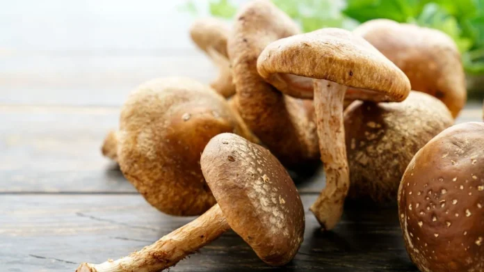 Skincare a la española: La nueva moda de los hongos shiitake