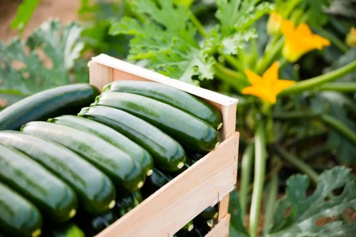 En El Corte Inglés y por menos de 2 euros tienes el vegetal que mejora tu salud mental por tiempo limitado