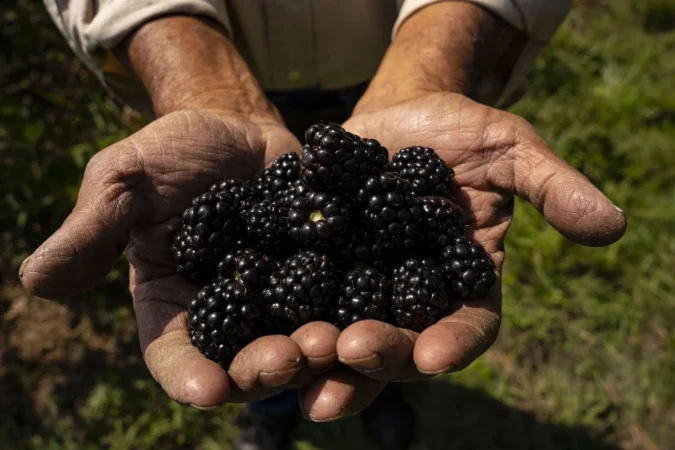 Una potente fuente de antioxidantes para el corazón