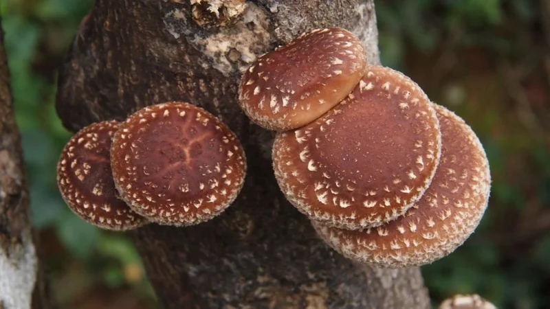 Los hongos shiitake son los elegidos para una rutina de skincare