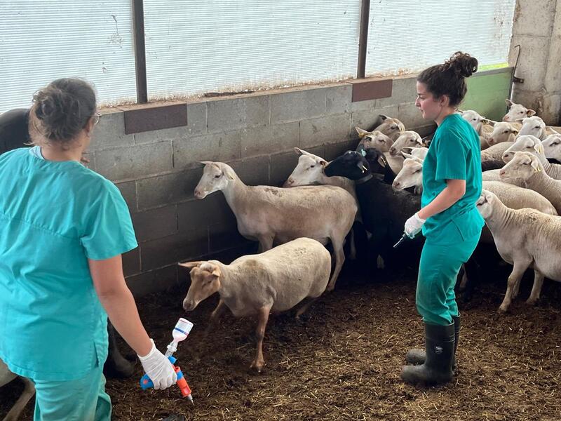 Los focos de lengua azul en ganado en Cataluña ascienden a 321