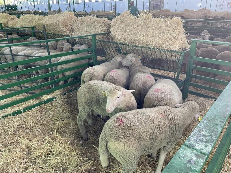 Un foco de lengua azul obliga a excluir ganado vacuno, ovino y caprino de la Feria de Zafra