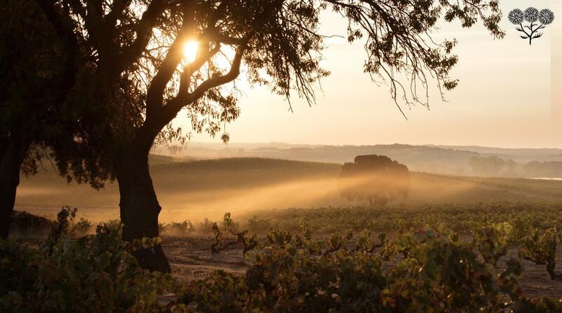 Bodegas La Horra lanza su primera serie de vinos con sello ecológico