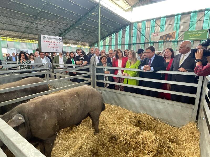 Comienza una Feria Ganadera de Zafra muy especial sin ganado vacuno, ovino ni caprino por la lengua azul