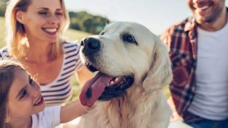 La educación es clave para la raza de perros peligrosos si quieres tenerlo en tu casa