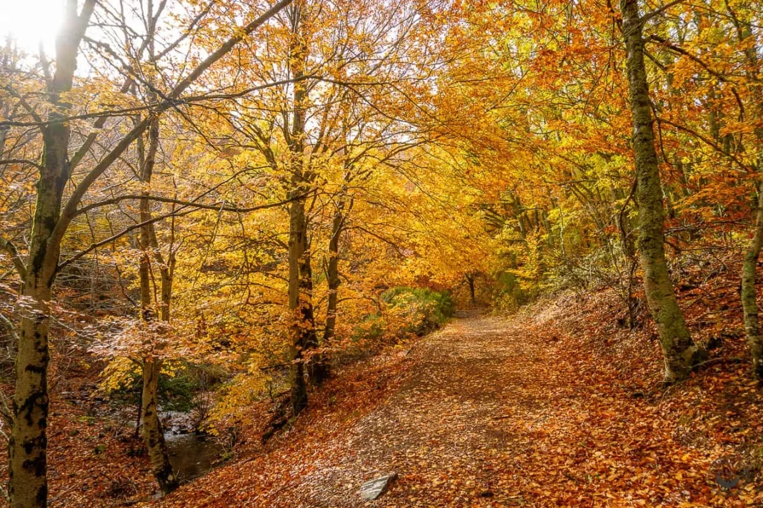 Descubre el Hayedo de Tejera Negra en Guadalajara, un destino perfecto para este otoño