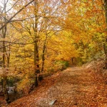 Descubre el Hayedo de Tejera Negra en Guadalajara, un destino perfecto para este otoño