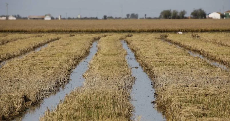 Fuentes de contaminación del arsénico en el arroz