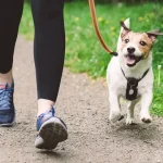 Lidl hace que pasear a tu perro sea más seguro que nunca con este nuevo invento