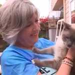 De Yellowstone a casa: el increíble viaje de un gato perdido que recorrió más de 1.400 kilómetros