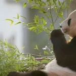 ¿Por qué China ha nombrado policía honorario un bebé de oso panda?