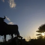 ¿Sabías que hay 3 toros de Osborne por el mundo, fuera de España?