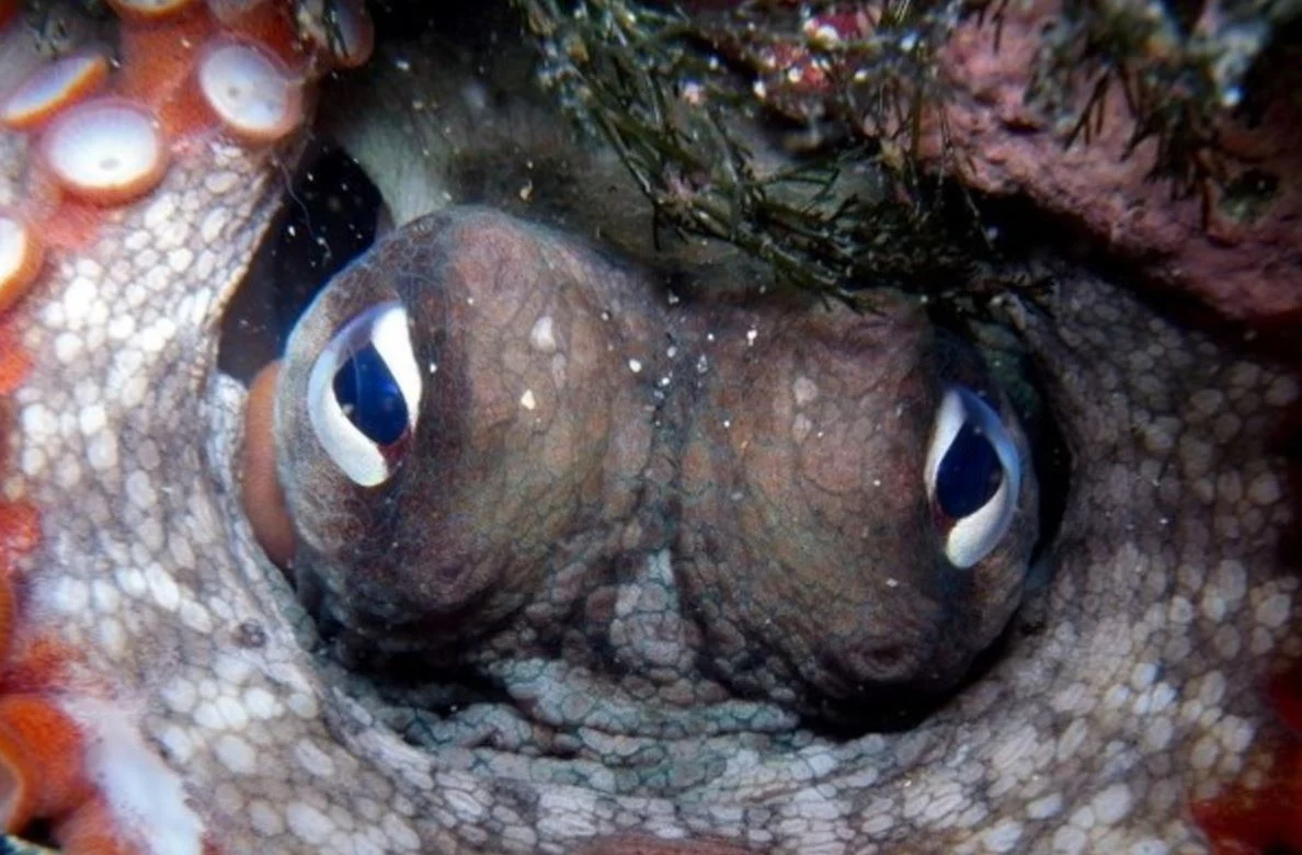 Un científico desvela el animal que gobernará el planeta Tierra cuando se extinga el ser humano