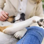 El truco infalible para limpiar las patas de tu perro sin esfuerzo y mantener la casa impecable