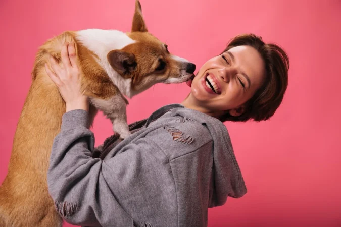 Happy Girl Grey Hoodie Plays With Corgi Pink Background Dog Licks Cheeck Happy Woman Lady Great Mood Holds Domestic Pet Isolated