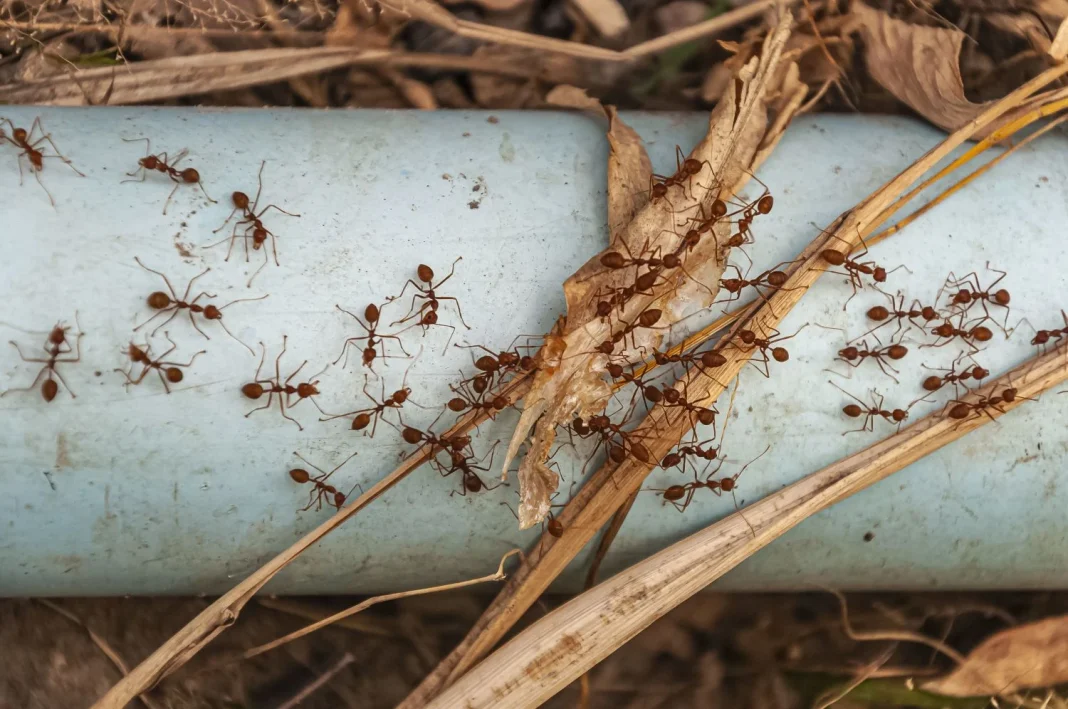 Mejor prevenir que curar con estos trucos para eliminar las hormigas de casa